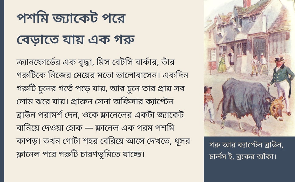 পশমি জ্যাকেট পরে বেড়াতে যায় এক গরু. ক্র্যানফোর্ডের এক বৃদ্ধা, মিস বেটসি বার্কার, তাঁর গরুটিকে নিজের মেয়ের মতো ভালোবাসেন। একদিন গরুটি চুনের গর্তে পড়ে যায়, আর চুনে তার প্রায় সব লোম ঝরে যায়। প্রাক্তন সেনা অফিসার…