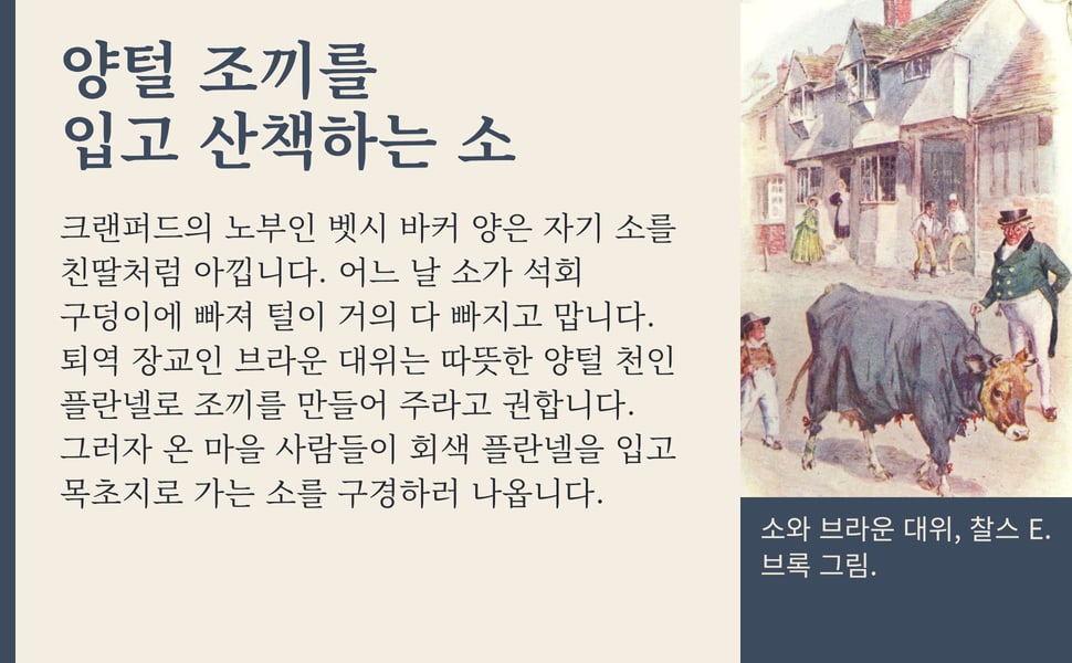양털 조끼를 입고 산책하는 소. 크랜퍼드의 노부인 벳시 바커 양은 자기 소를 친딸처럼 아낍니다. 어느 날 소가 석회 구덩이에 빠져 털이 거의 다 빠지고 맙니다. 퇴역 장교인 브라운 대위는 따뜻한 양털 천인 플란넬로 조끼를 만들어 주라고 권합니다. 그러자 온 마을 사람들이 회색 플란넬을 입고 목초지로 가는 소를 구경하러 나옵니다.