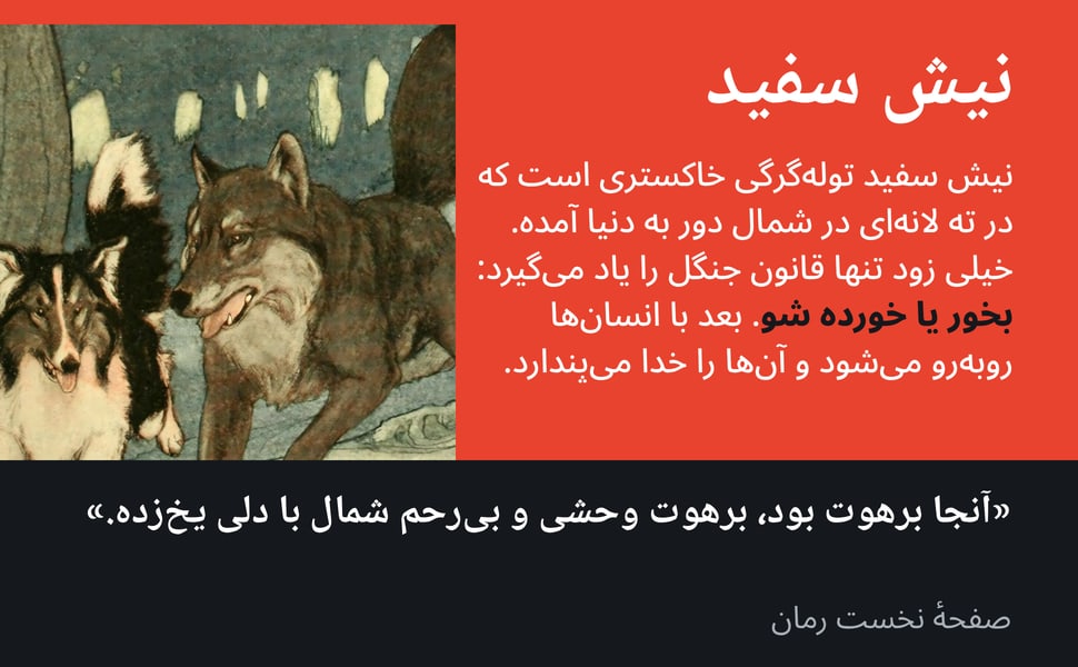نیش سفید. نیش سفید تولهگرگی خاکستری است که در ته لانهای در شمال دور به دنیا آمده. خیلی زود تنها قانون جنگل را یاد میگیرد: بخور یا خورده شو. بعد با انسانها روبهرو میشود و آنها را خدا میپندارد.